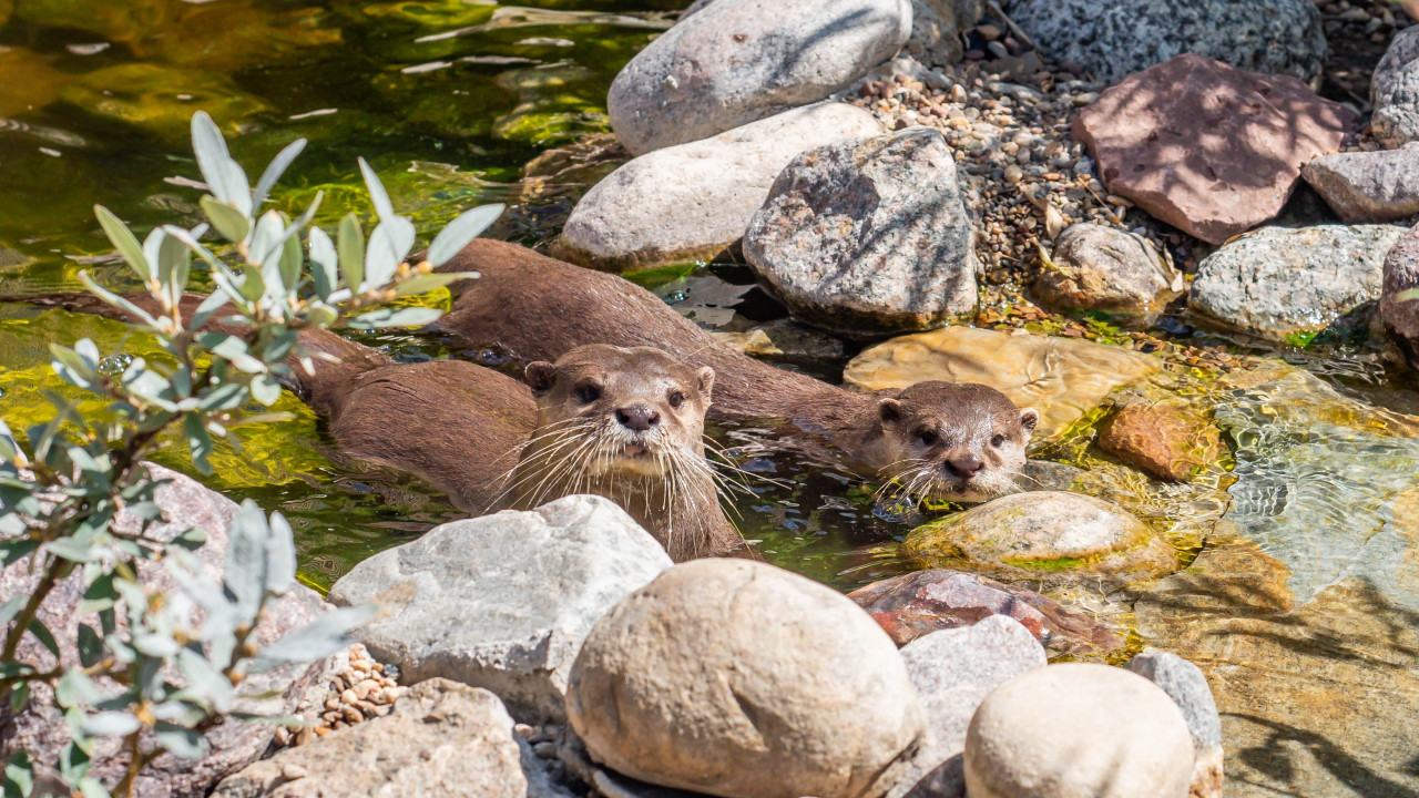 Die beiden Zwerotter schwimmen im Wasser
