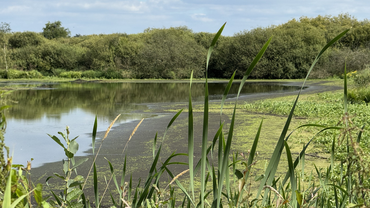 Trofbecken am Edewechterdamm umgeben von grüner Natur.