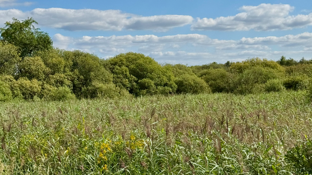 Grüne Natur mit Sträuchern, darüber ein Himmel voller Wolken.
