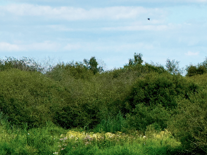 Bäume in der Natur und ein fliegender Vogel.