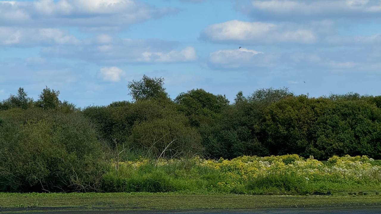 Torfbecken und Bäume inmitten der Natur. Am Himmel fliegen zwei Vögel.