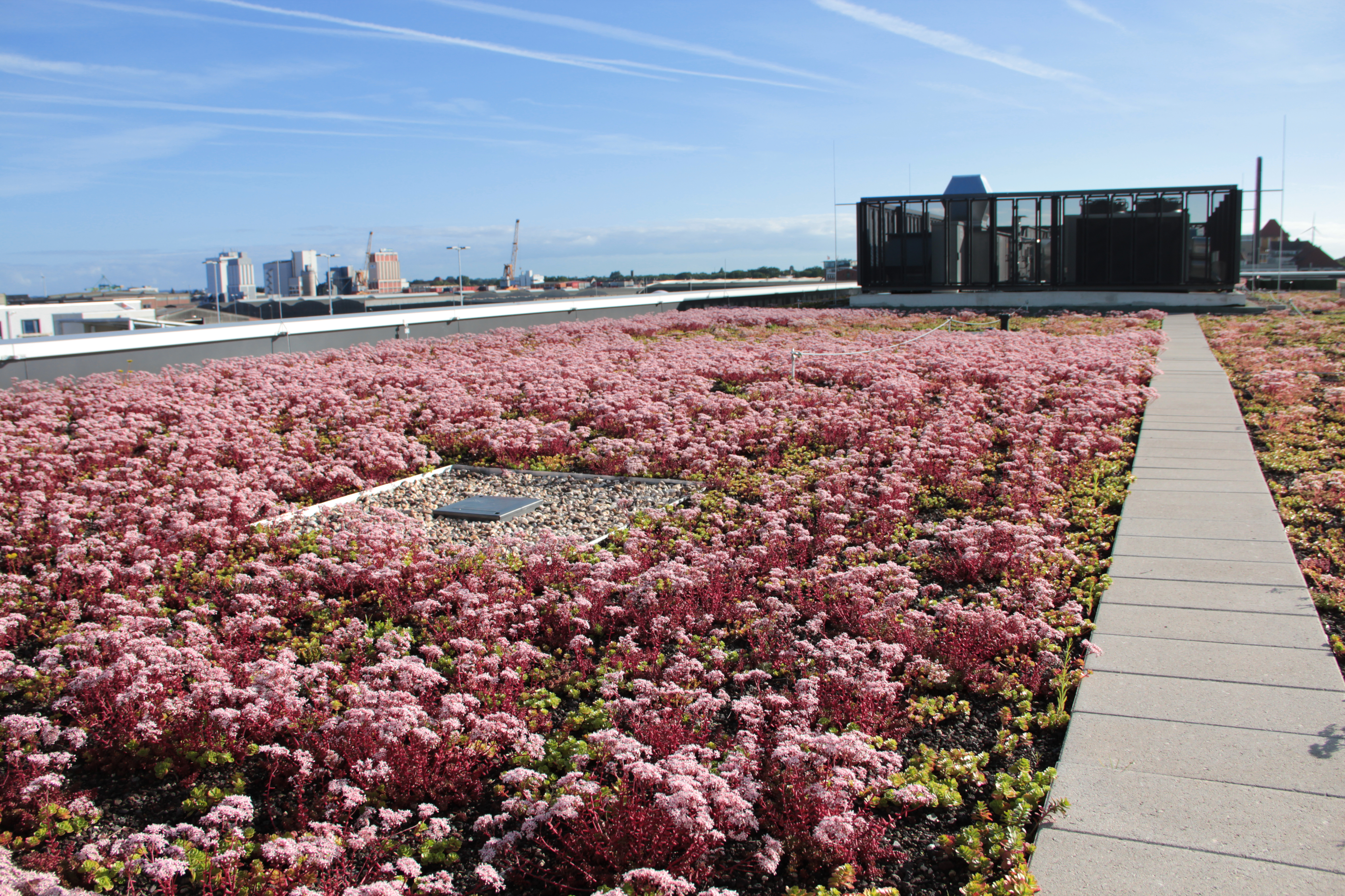 Dach des hanseWasser Hauptgebäudes mit rosa blühender Bepflanzung