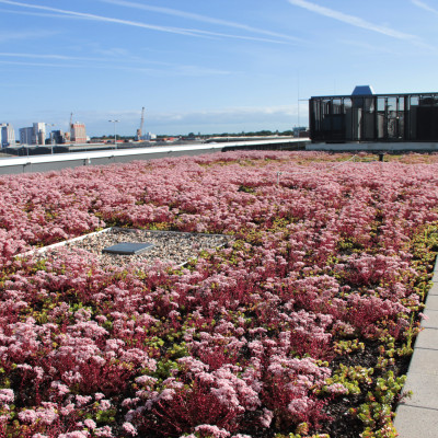 Dach des hanseWasser Hauptgebäudes mit rosa blühender Bepflanzung